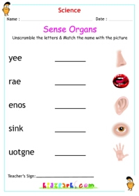 Sense Organs - Unscramble and Match the words and Pictures